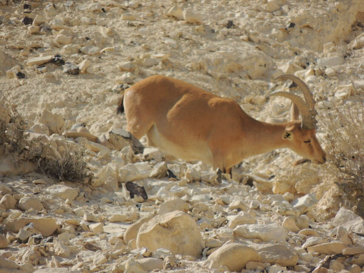 Image of Nubian Ibex