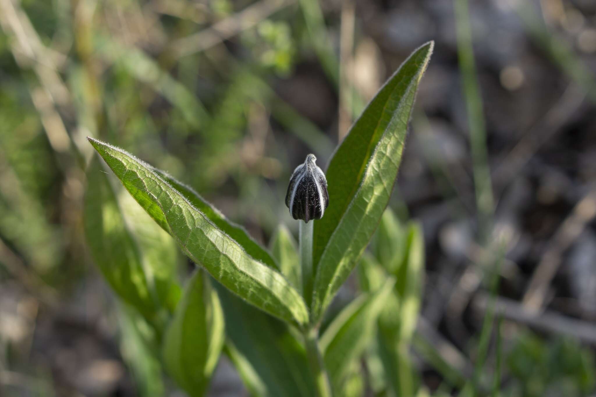 Imagem de Clematis integrifolia L.