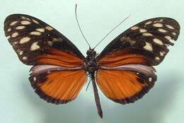 Image of Heliconius hecale zuleika