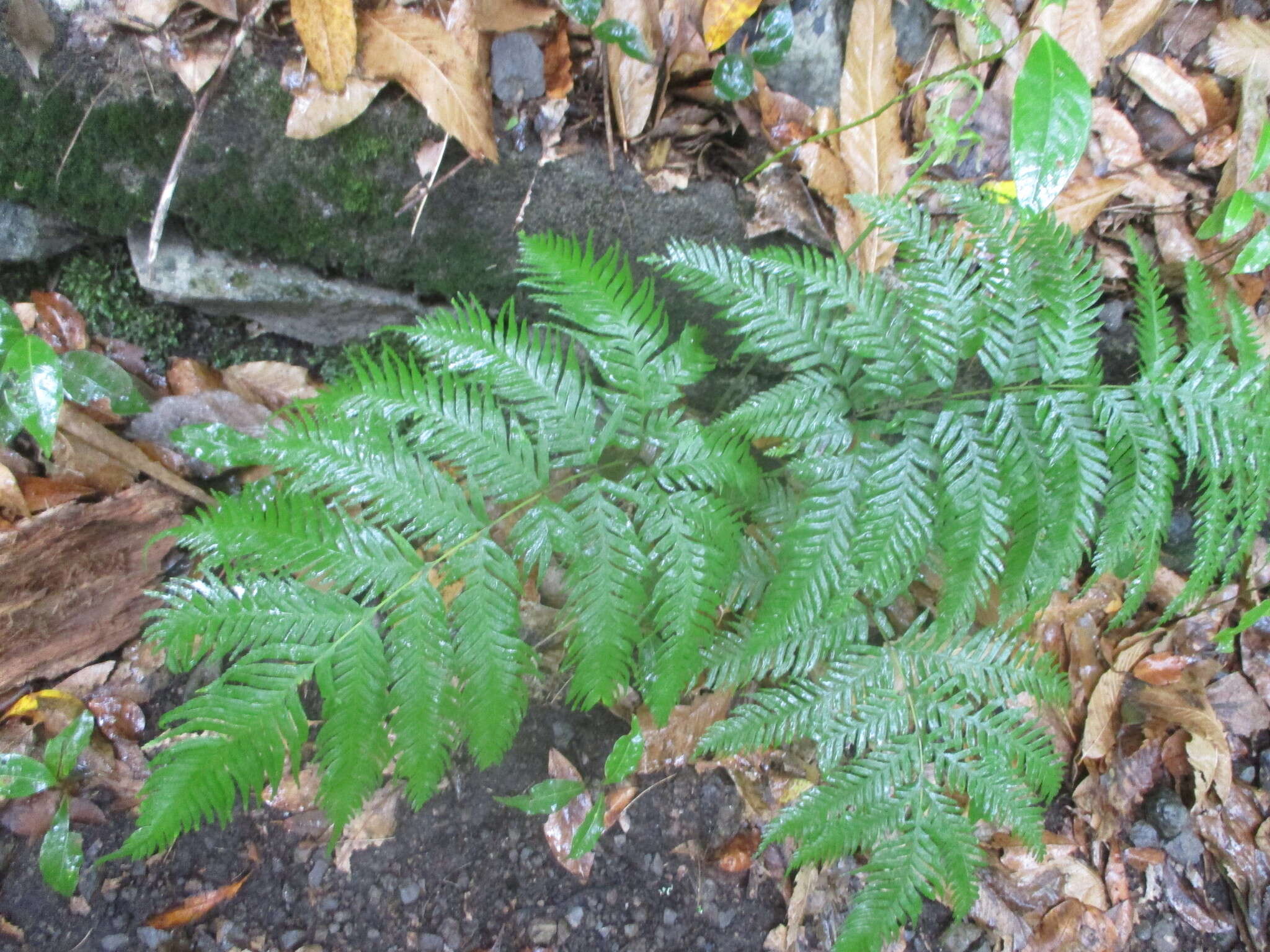 Imagem de Woodwardia radicans (L.) Sm.