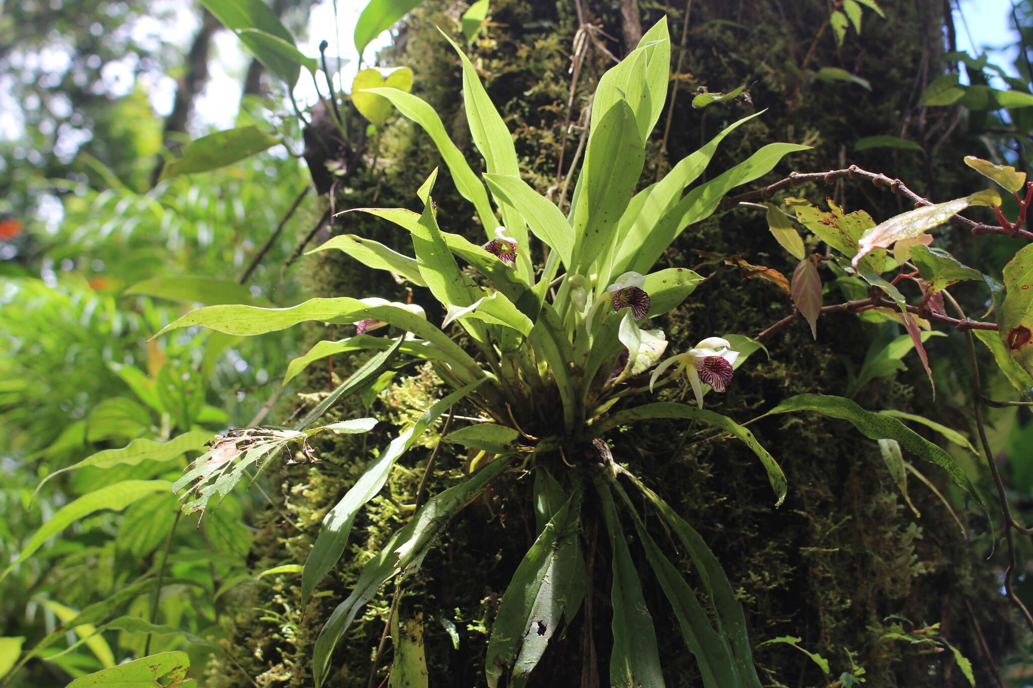 Image of Stenotyla picta (Rchb. fil.) Dressler