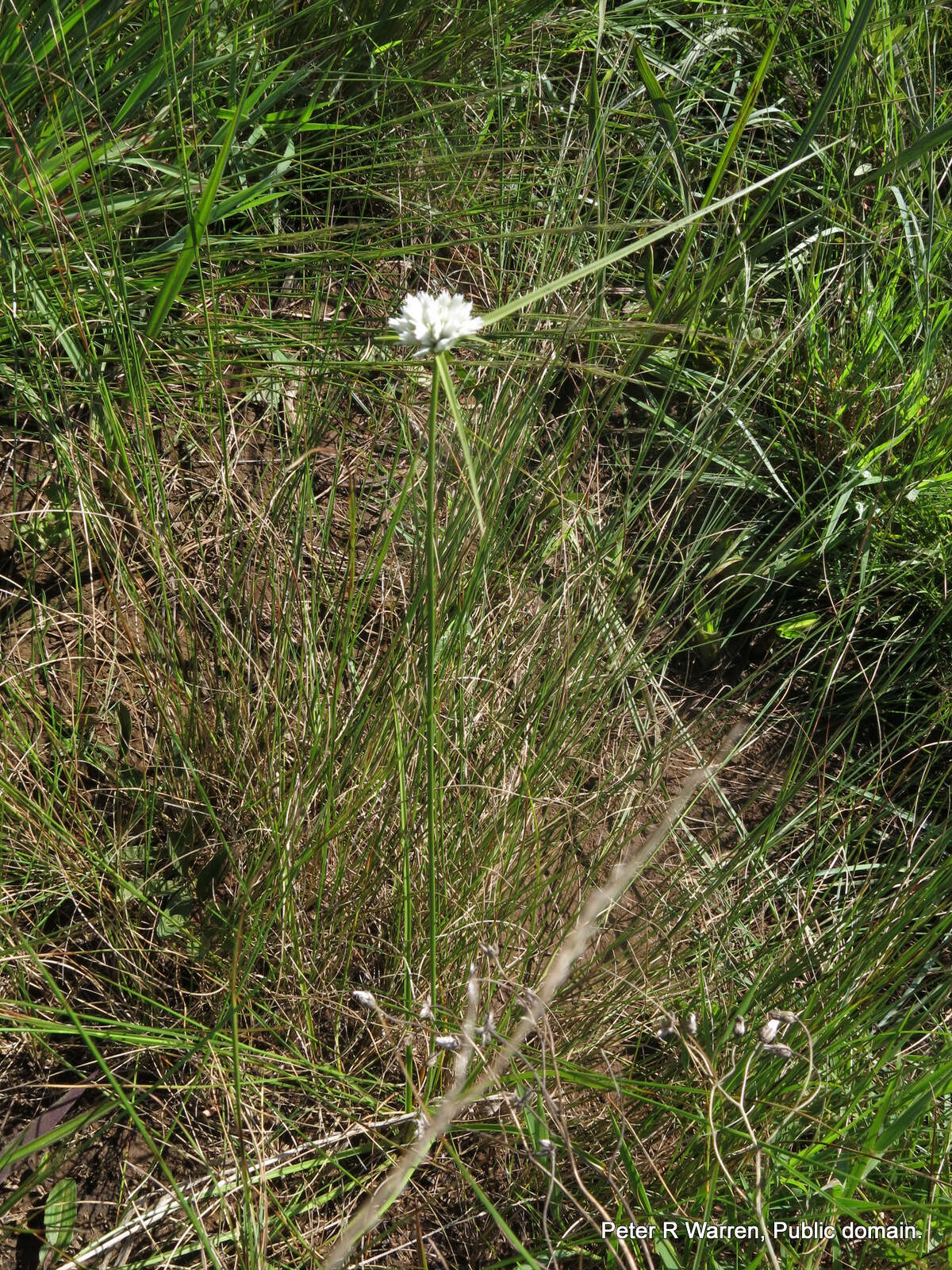 Imagem de Cyperus niveus var. leucocephalus (Kunth) Fosberg