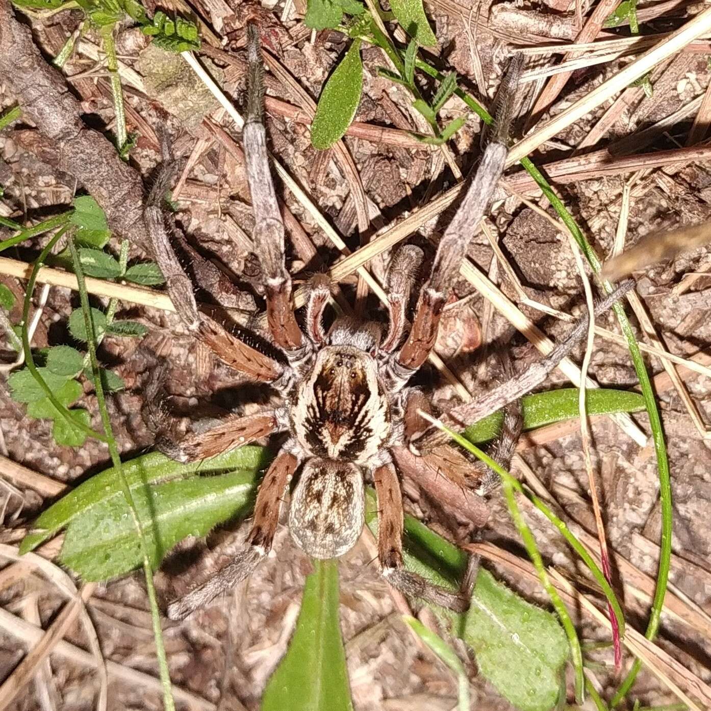 Image of Arctosa personata (L. Koch 1872)