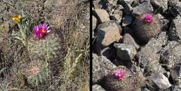 Image of Simpson's Hedgehog Cactus