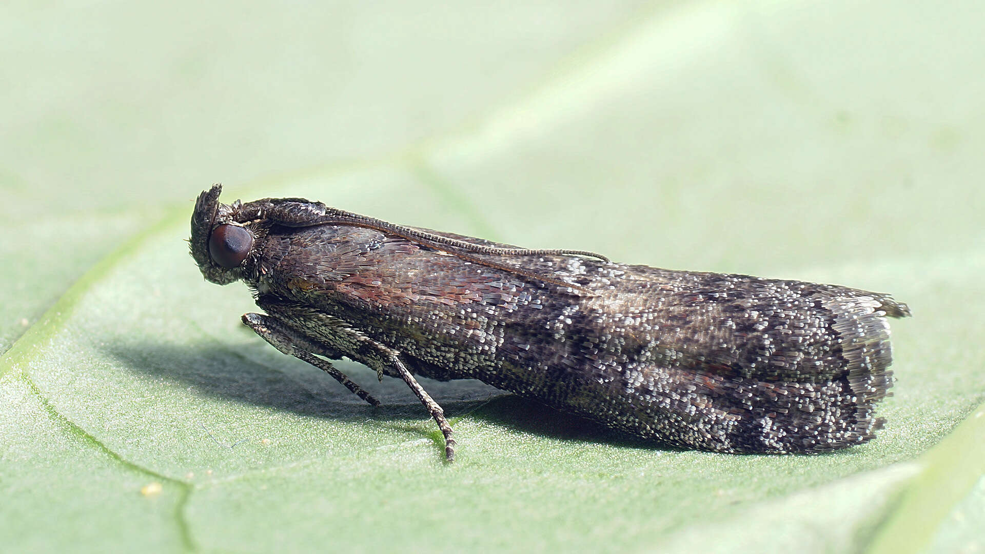 Image de Rhodophaea formosa Haworth 1811