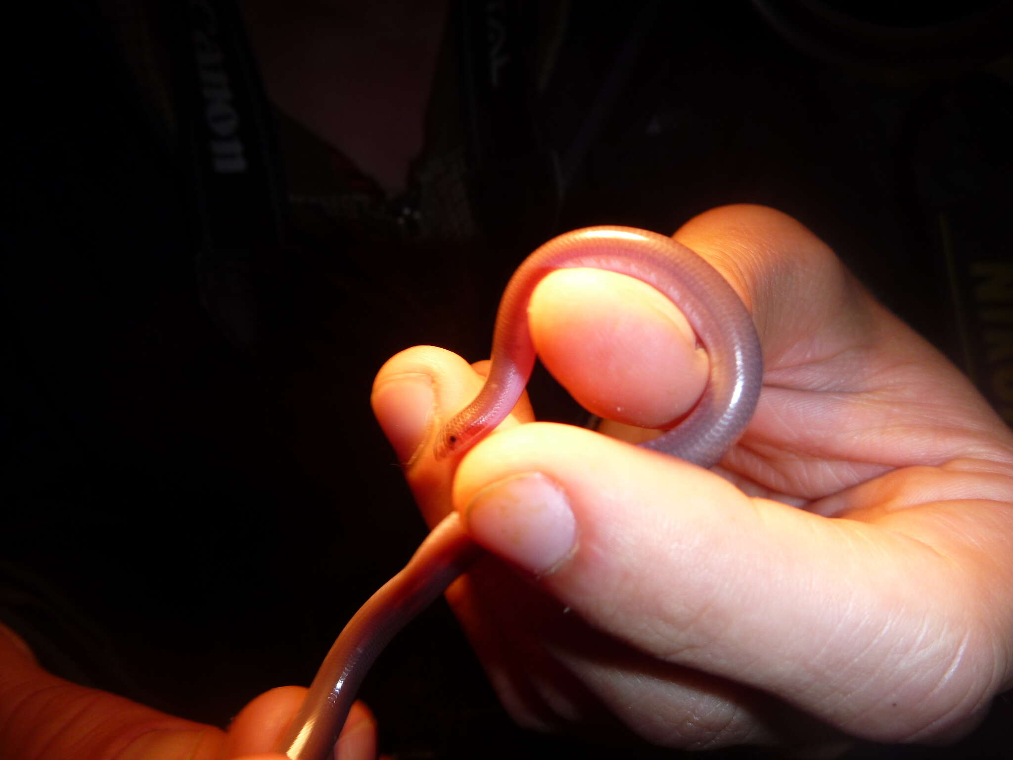 Image of Pale-headed Blind Snake