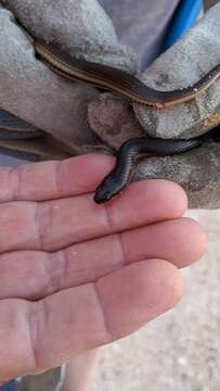 Image of Delta Crayfish Snake