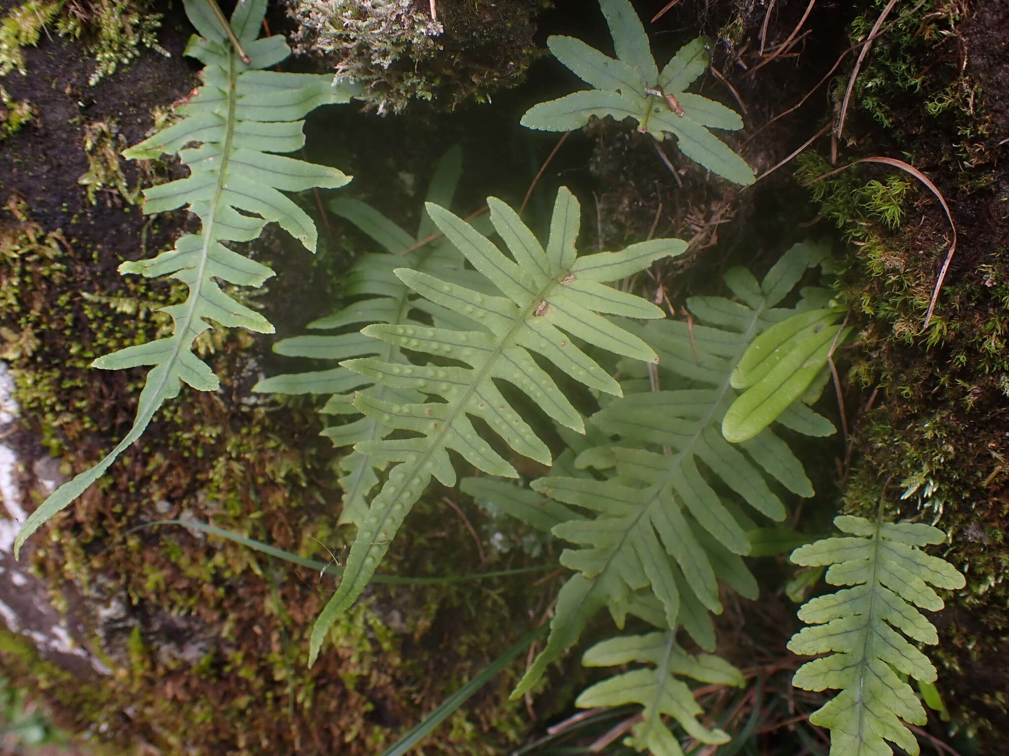 Слика од Polypodiodes amoena (Wall. ex Mett) Ching