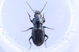 Image of Pterostichus (Melanius) corvinus (Dejean 1828)