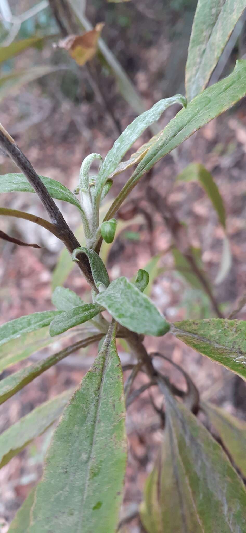 Image of Coronidium elatum subsp. vellerosum Paul G. Wilson