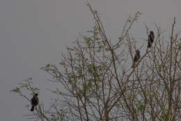 Image of Variable Oriole