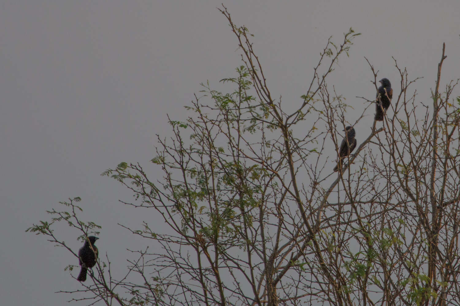 Image of Variable Oriole