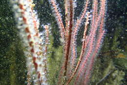 Image of carmine sea spray