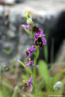 Image of Ophrys fuciflora subsp. andria (P. Delforge) Faurh.