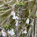 Image of Leucopogon fletcheri subsp. fletcheri