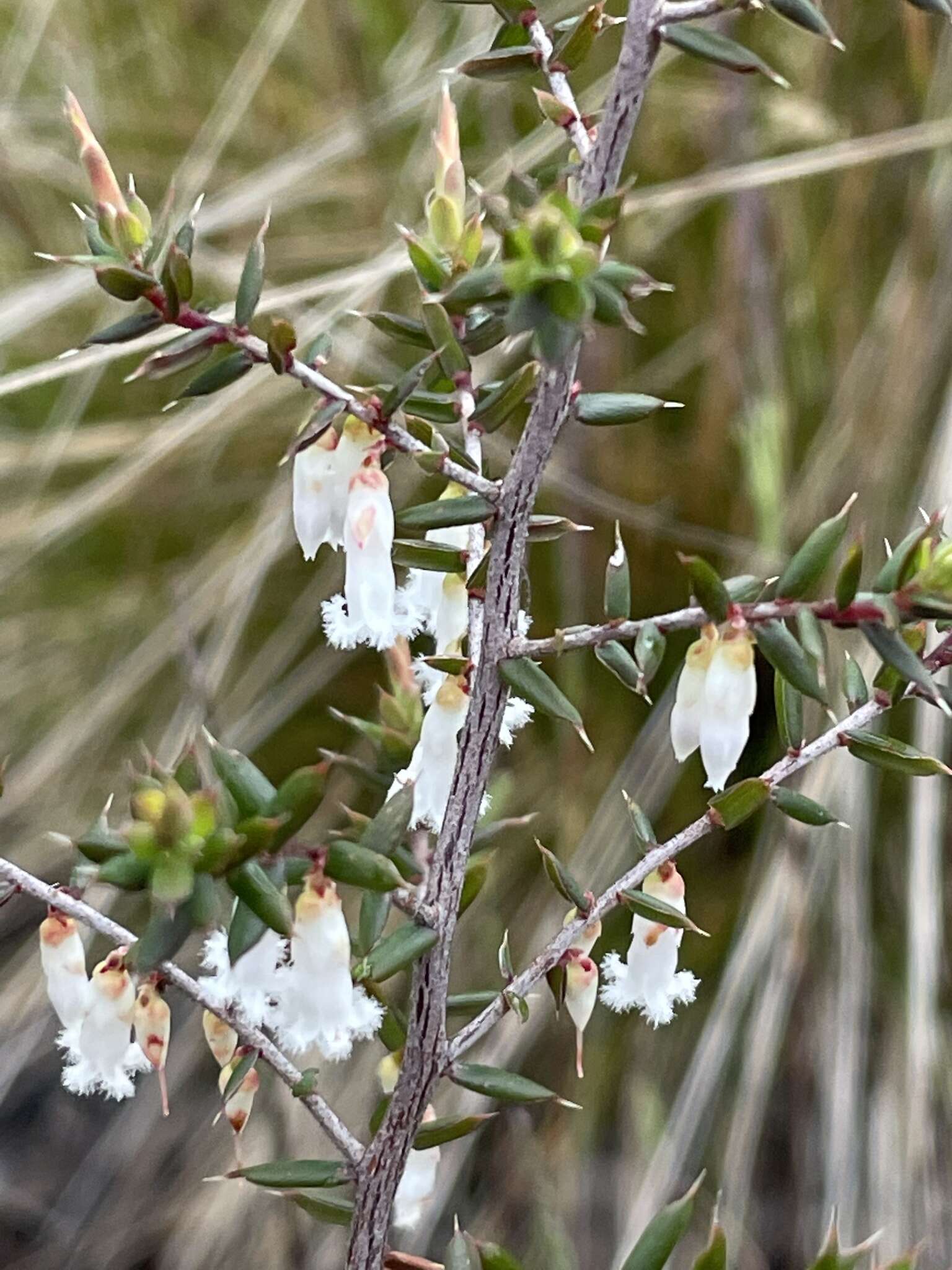 Image of Leucopogon fletcheri Maiden & Betche