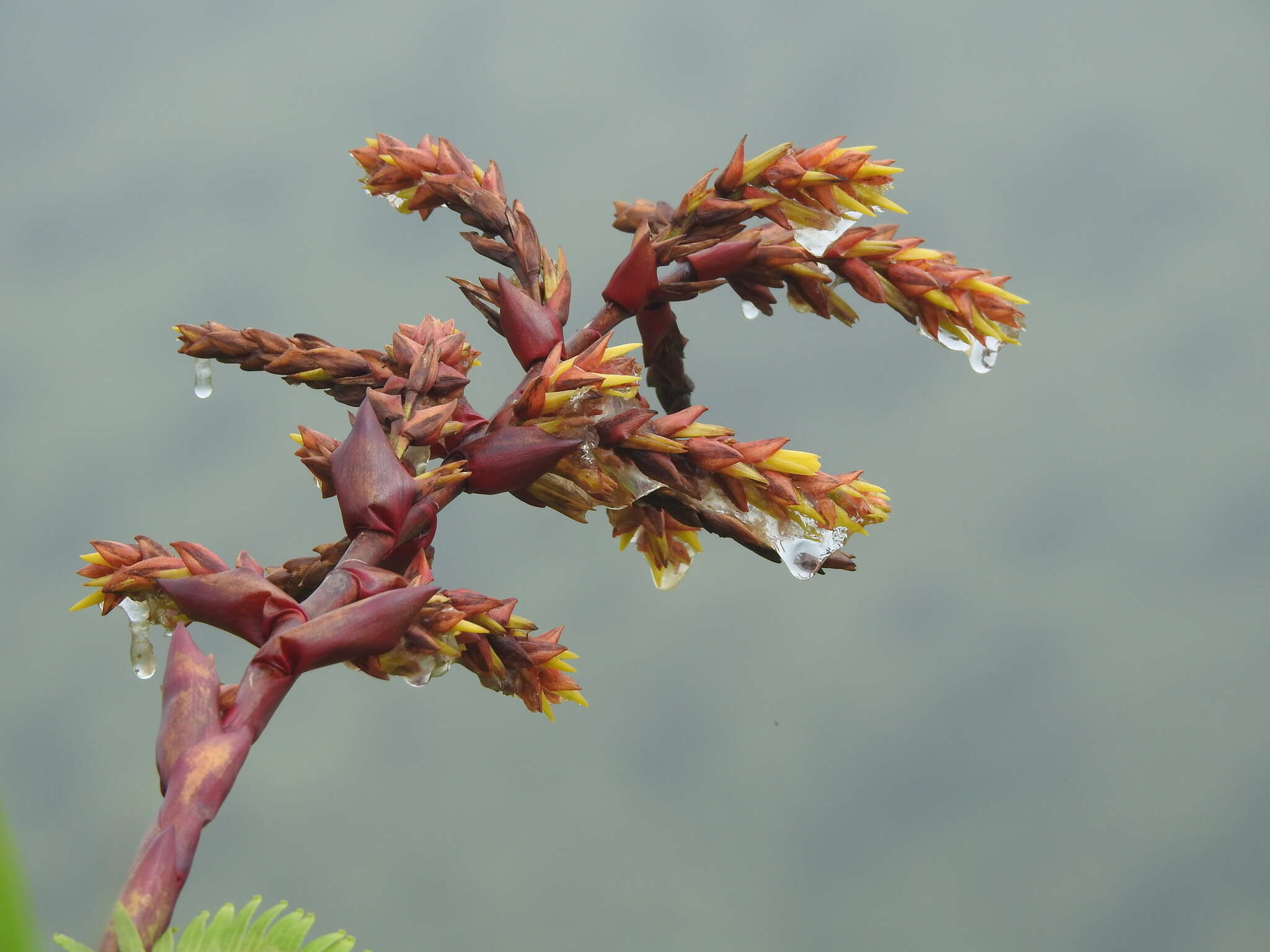 Image de Guzmania plumieri (Griseb.) Mez