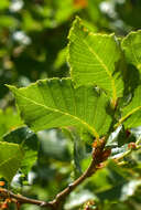 Imagem de Nothofagus macrocarpa (A. DC.) F. M. Vázquez & R. A. Rodr.