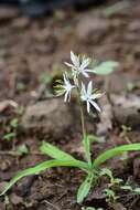 Image of Chlorophytum borivilianum Santapau & R. R. Fern.