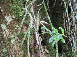 Image of Chameleon Dendrobium