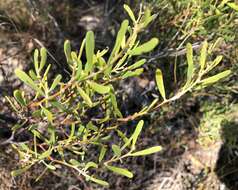 Image of Acacia farinosa Lindl.