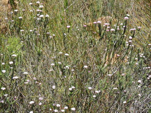 Image of Purple Blombos