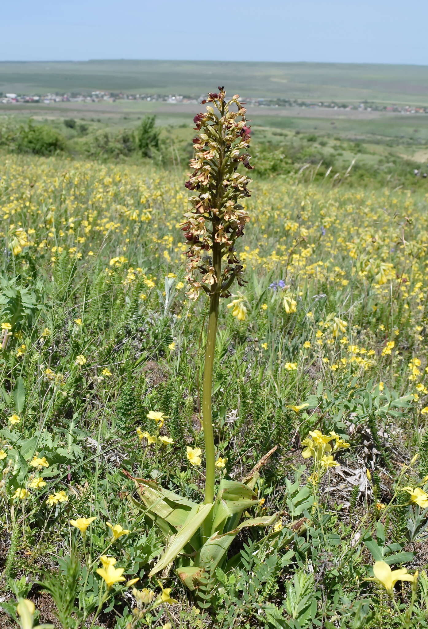 Image of Orchis wulffiana Soó