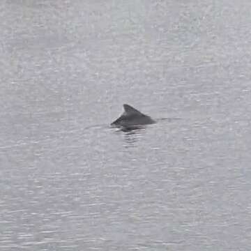 Image of Australian humpback dolphin