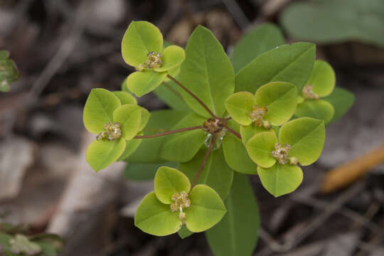 Image of Euphorbia lucorum Rupr.