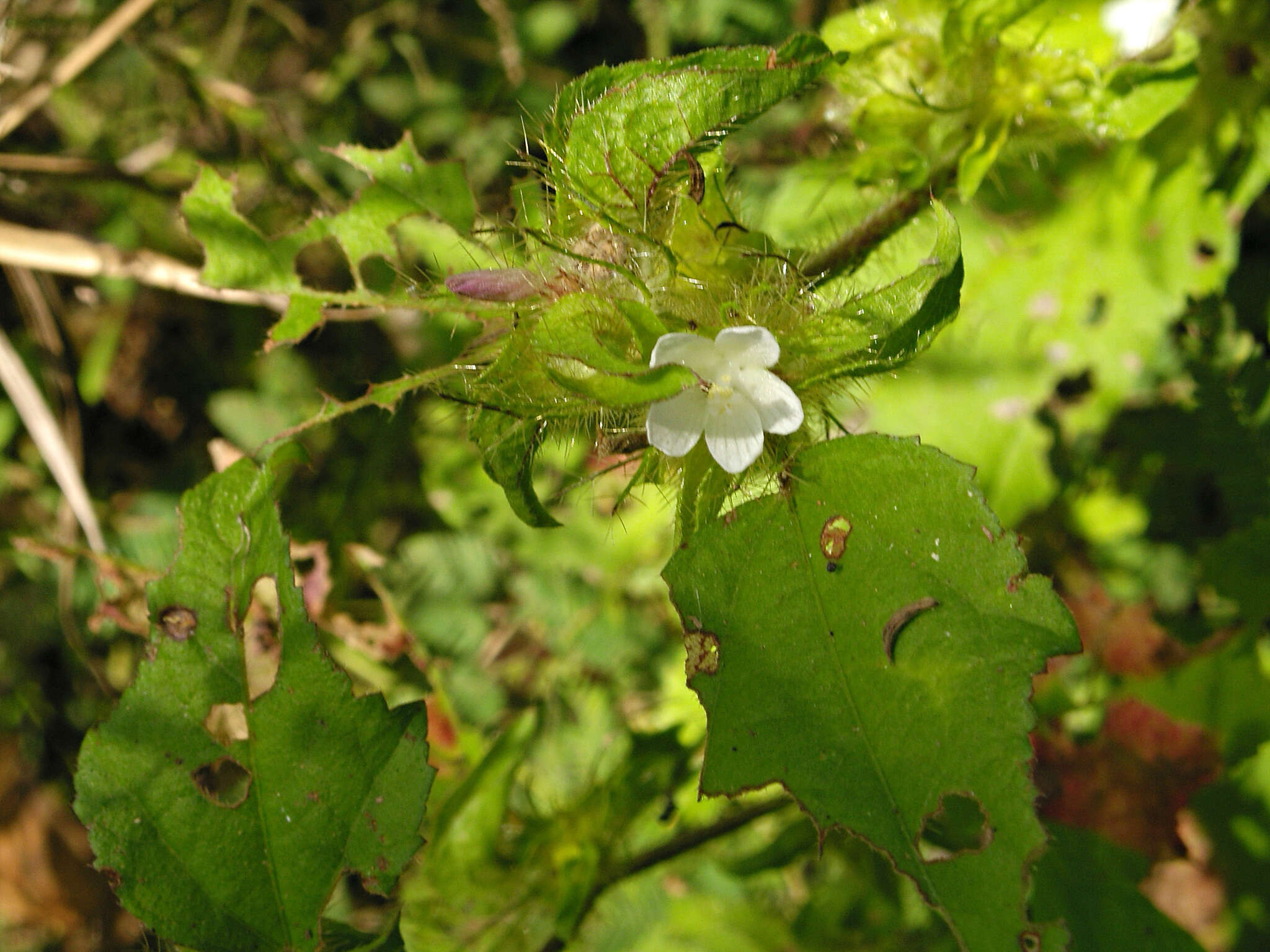 Image of Roadside Leafbract