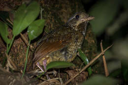 Image of Variegated Antpitta