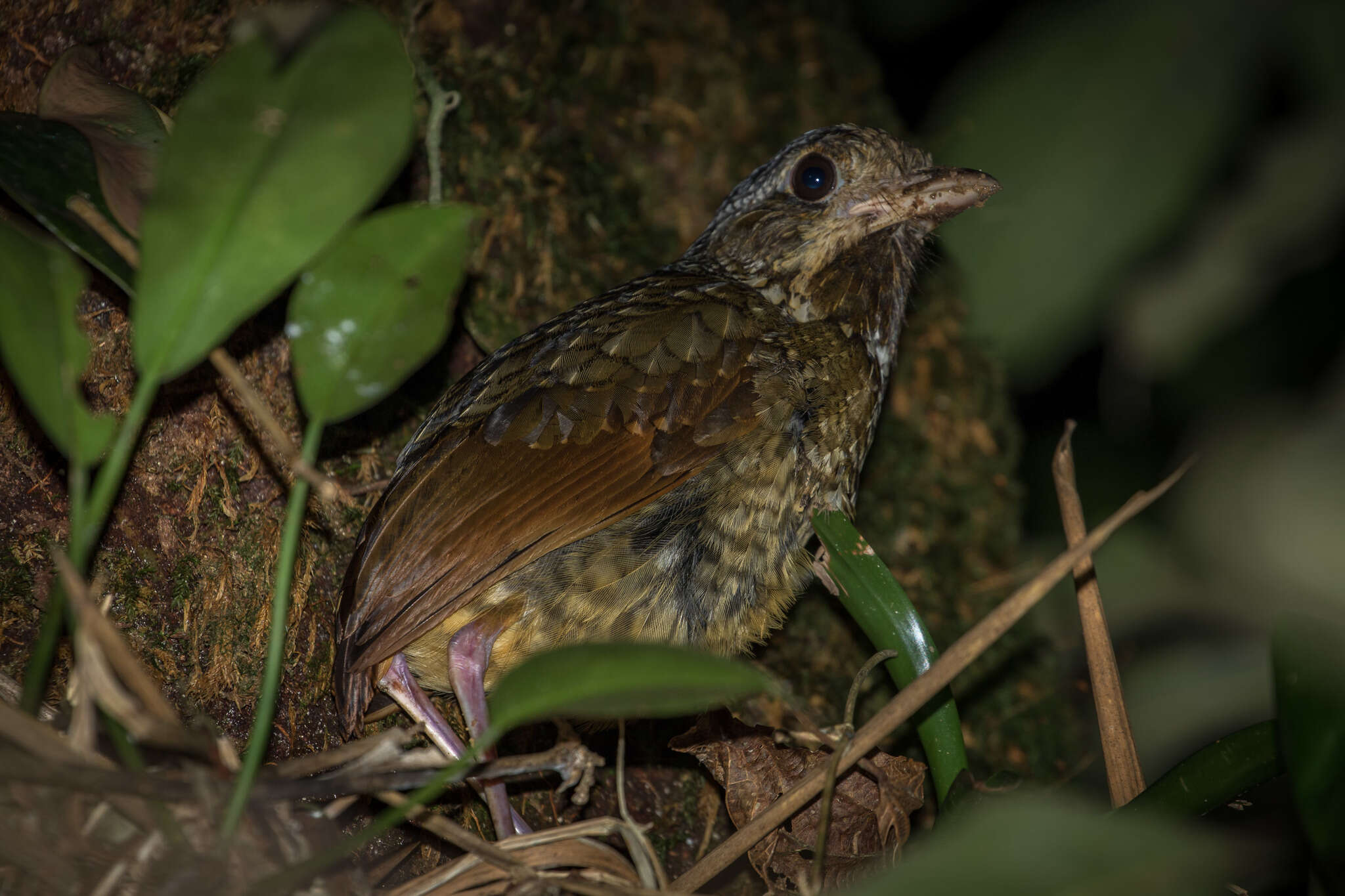 Image of Variegated Antpitta