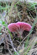 Image of Cantharellus lilacinus Cleland & Cheel 1919