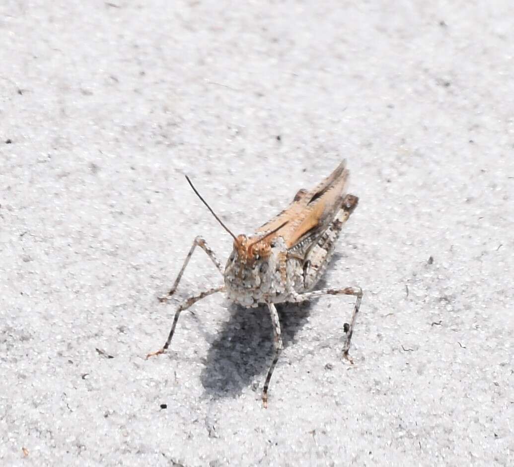 Image of Longhorn Band-wing Grasshopper