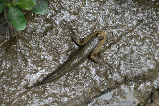 صورة Periophthalmodon freycineti (Quoy & Gaimard 1824)