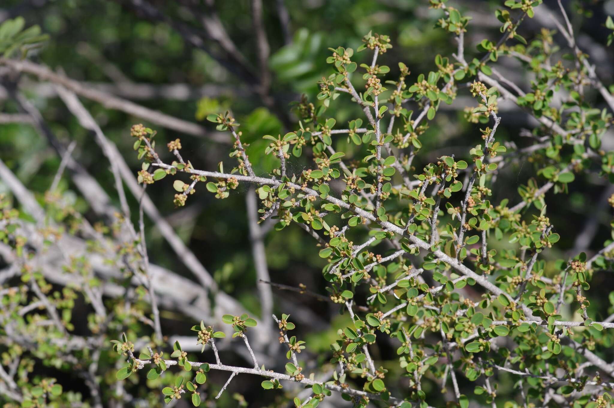 Image of Flueggea verrucosa (Thunb.) G. L. Webster