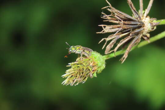 Image of Auriferous Green Sweat Bee