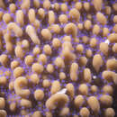 Image of pore coral