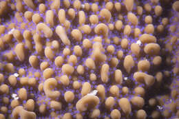 Image of pore coral