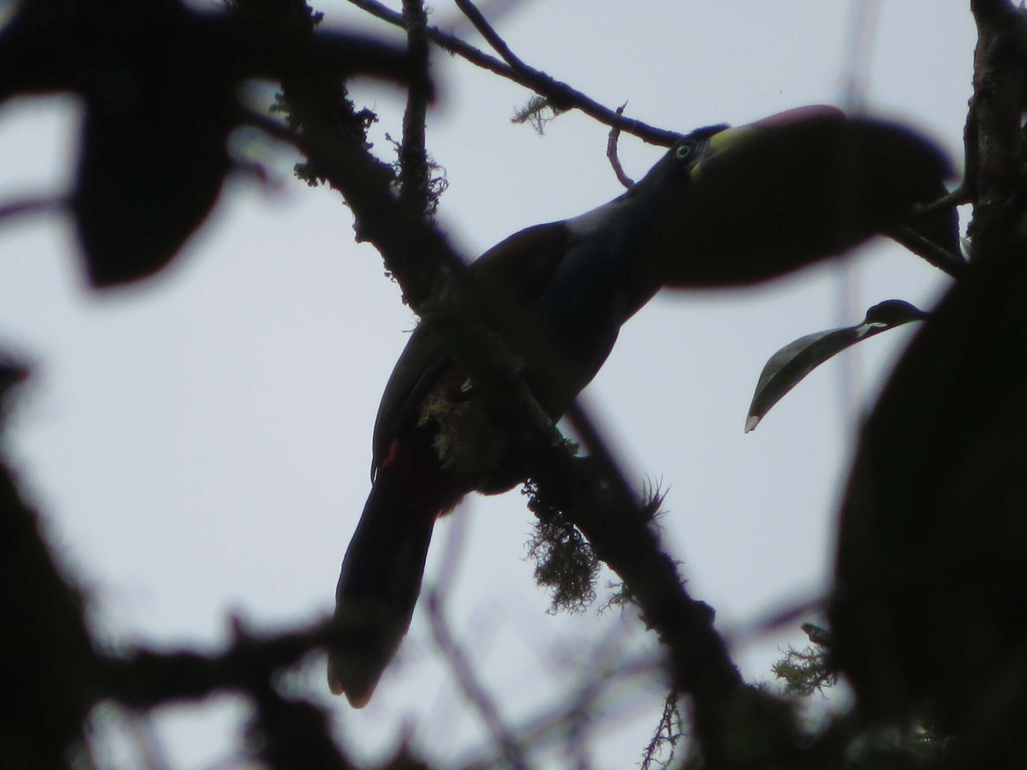 Image of Gray-breasted Mountain-toucan