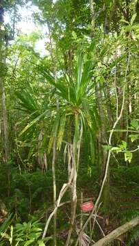 Imagem de Pandanus purpurascens Thouars