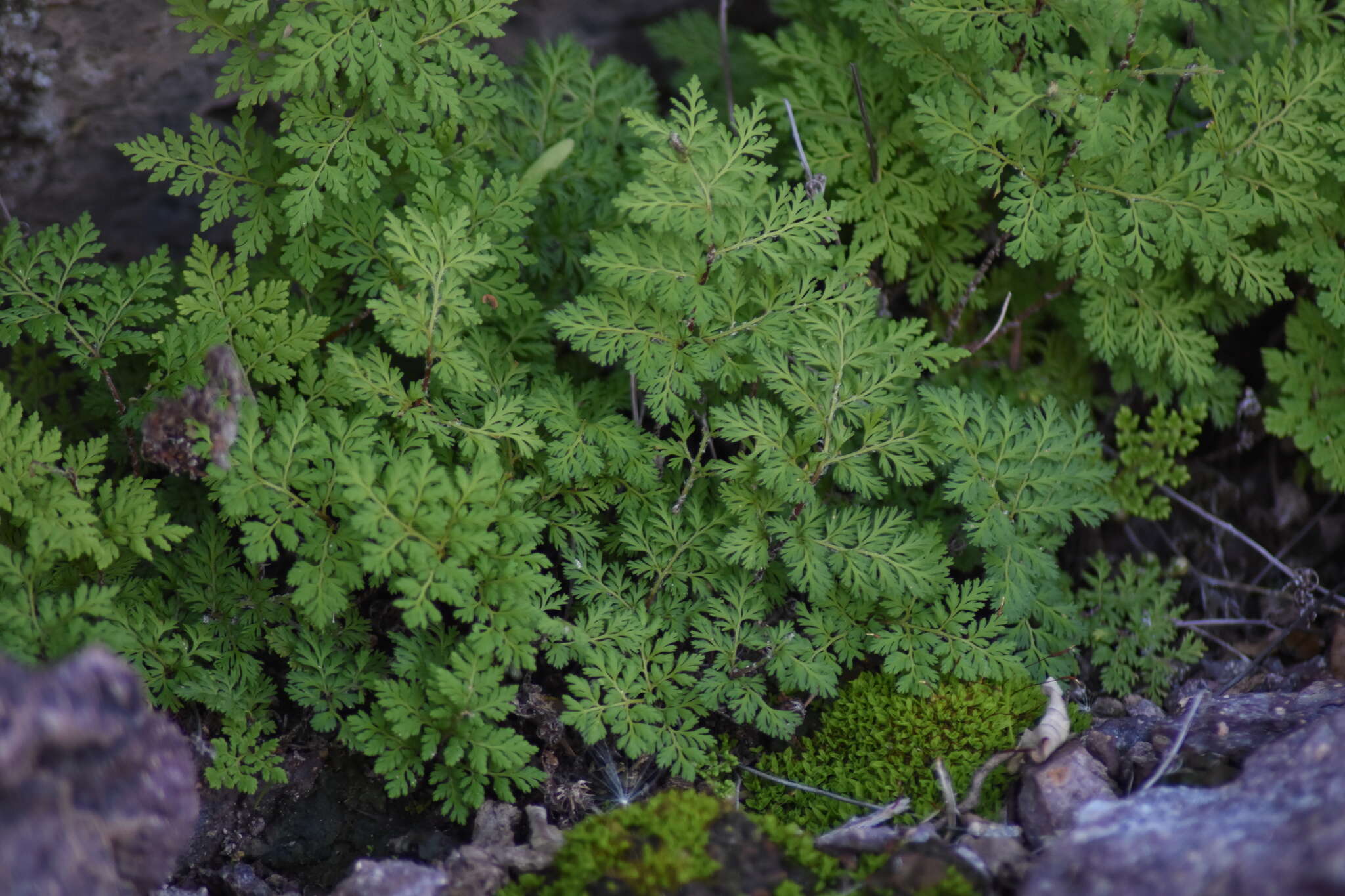 Image of Myriopteris pringlei (Davenp.) Grusz & Windham