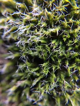 Image of pulvinate dry rock moss