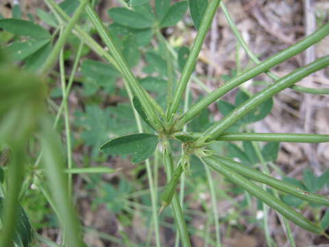 Image of Lotus australis Andrews