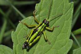 Image of Miramella (Kisella) alpina subsp. subalpina (Fischer 1850)