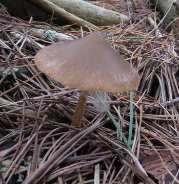 صورة Entoloma cuneatum (Bres.) M. M. Moser 1978