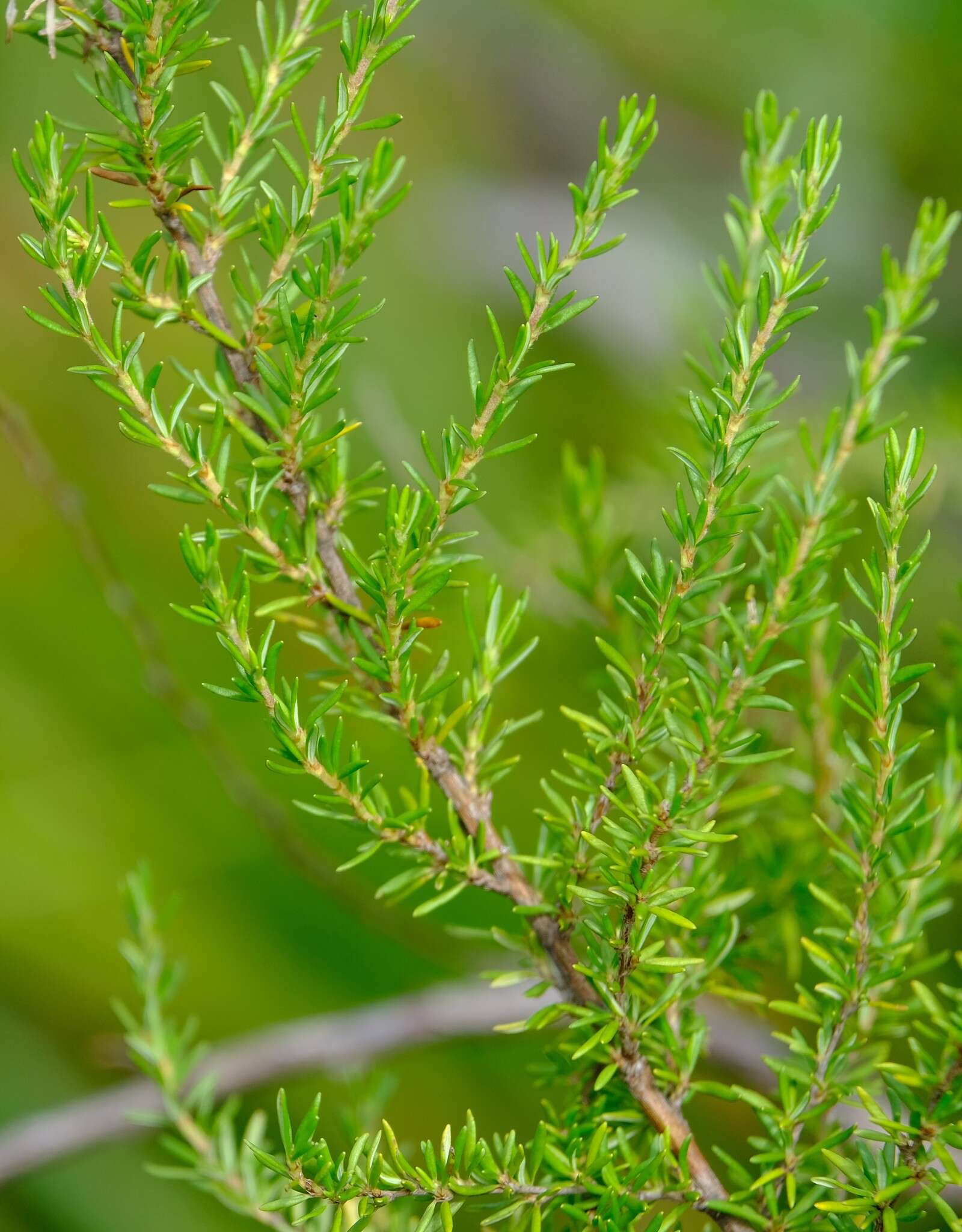 Image of Cliffortia linearifolia Eckl. & Zeyh.