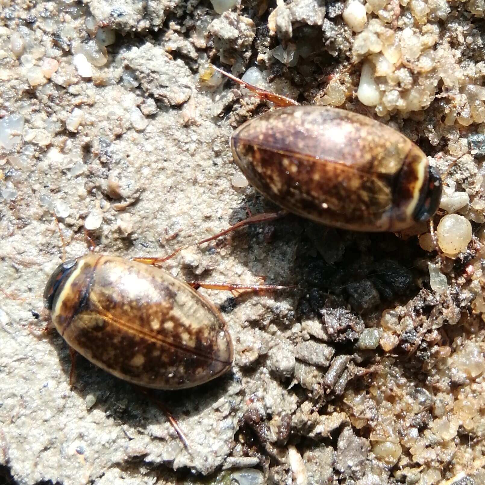 Image of Agabus (Gaurodytes) nebulosus (Forster 1771)