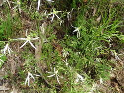 Image of Anthocercis angustifolia F. Müll.