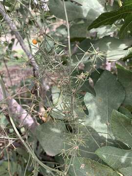 Image of Asparagus umbellatus subsp. umbellatus